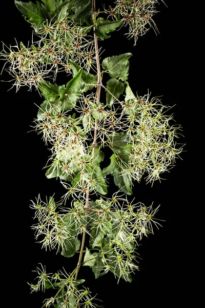 铁线莲的种子 和叶子 Clematis Vitalba 在黑色背景下被隔离 — 图库照片