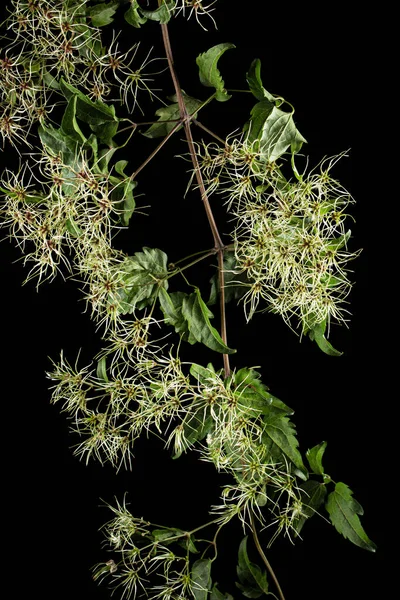 铁线莲的种子 和叶子 Clematis Vitalba 在黑色背景下被隔离 — 图库照片