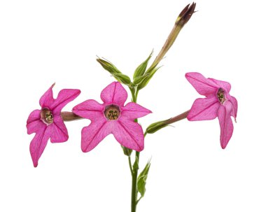 Pembe kokulu tütün çiçekleri, latte. Nicotiana Sanderae, beyaz arka planda izole edilmiş. 