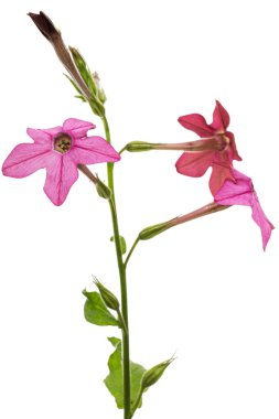 Pembe kokulu tütün çiçekleri, latte. Nicotiana Sanderae, beyaz arka planda izole edilmiş. 