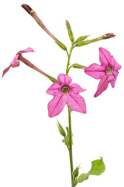 Pembe kokulu tütün çiçekleri, latte. Nicotiana Sanderae, beyaz arka planda izole edilmiş. 