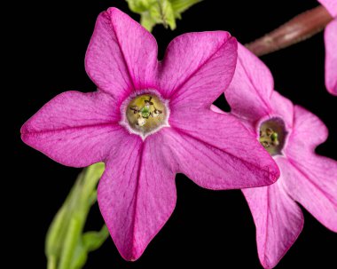 Pembe kokulu tütün çiçekleri, latte. Nicotiana Sanderae, siyah arka planda izole edilmiş. 