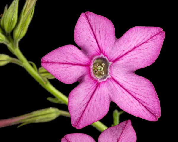 Pink Flowers Fragrant Tobacco Lat Nicotiana Sanderae Isolated Black Background — Stock Photo, Image
