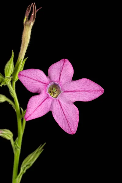 Rosafarbene Blüten Duftenden Tabaks Lat Nicotiana Sanderae Isoliert Auf Schwarzem — Stockfoto