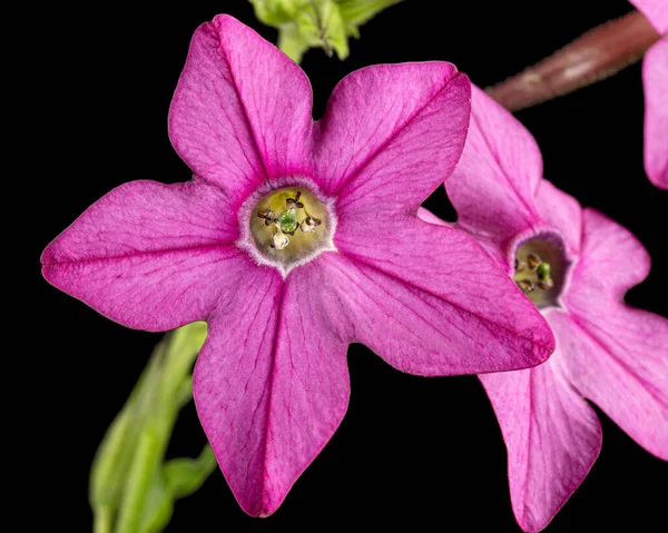 Rosafarbene Blüten Duftenden Tabaks Lat Nicotiana Sanderae Isoliert Auf Schwarzem — Stockfoto