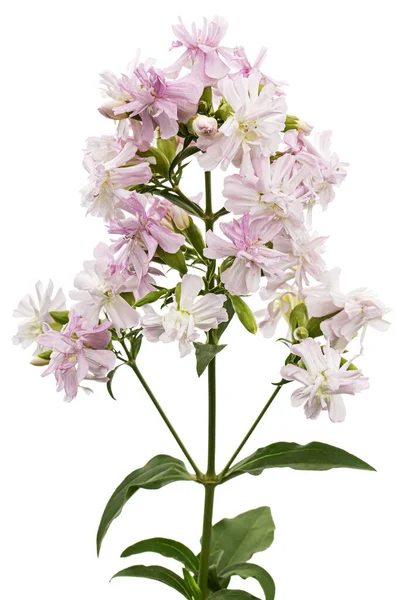 stock image Pink flowers of phlox, isolated on white background