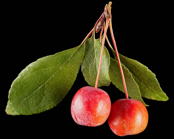 Maçãs Frutos Uma Macieira Ornamental Isolados Sobre Fundo Preto — Fotografia de Stock