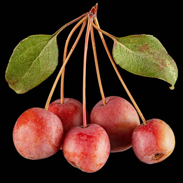 Äpfel Früchte Eines Zierapfelbaums Isoliert Auf Schwarzem Hintergrund — Stockfoto