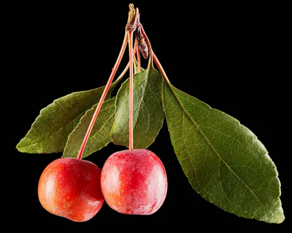 Äpfel Früchte Eines Zierapfelbaums Isoliert Auf Schwarzem Hintergrund — Stockfoto