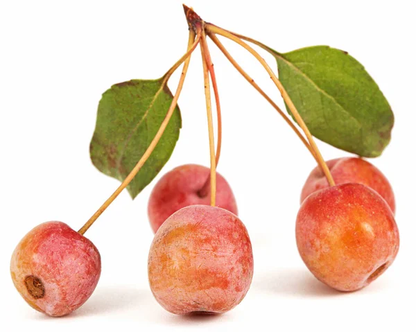 Appels Vruchten Van Een Sierappelboom Geïsoleerd Witte Achtergrond — Stockfoto