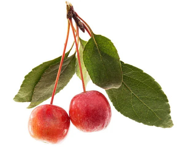 Äpfel Früchte Eines Zierapfelbaums Isoliert Auf Weißem Hintergrund — Stockfoto