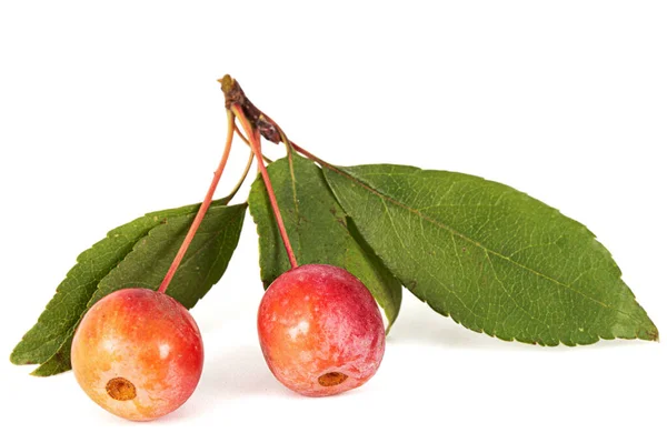 Äpfel Früchte Eines Zierapfelbaums Isoliert Auf Weißem Hintergrund — Stockfoto