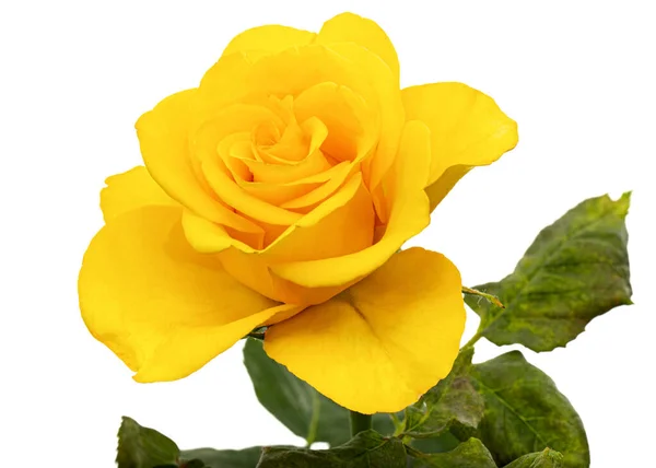 Yellow Flower Rose Isolated White Background — Photo