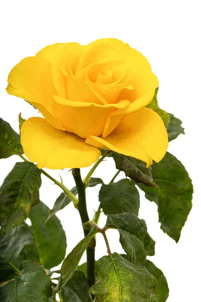 Жовта Квітка Троянди Ізольована Білому Тлі — стокове фото