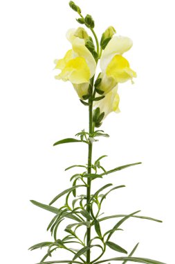 Aslanağzı sarı çiçekleri, lat.Antirrhinum majus, beyaz arka planda izole edilmiş.