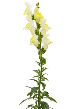 Aslanağzı sarı çiçekleri, lat.Antirrhinum majus, beyaz arka planda izole edilmiş.