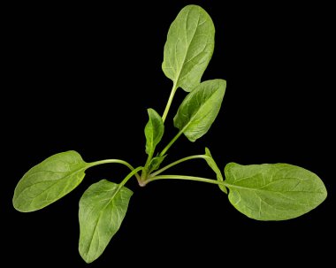 Siyah arka planda izole edilmiş yeşil ıspanak yaprakları.