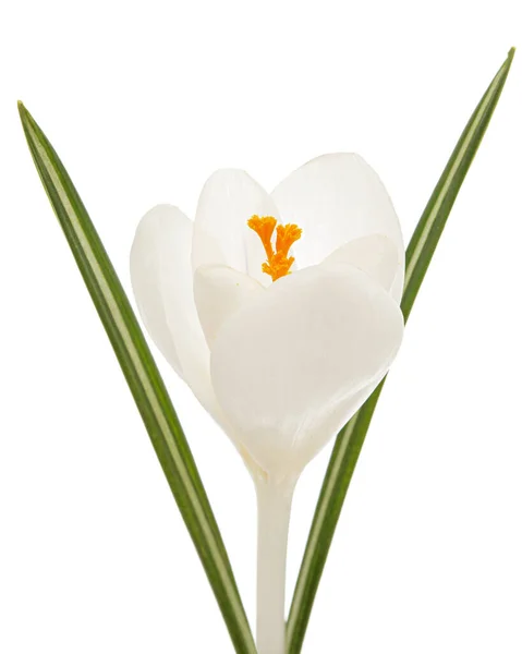 Flor Branca Crocus Isolada Sobre Fundo Branco — Fotografia de Stock