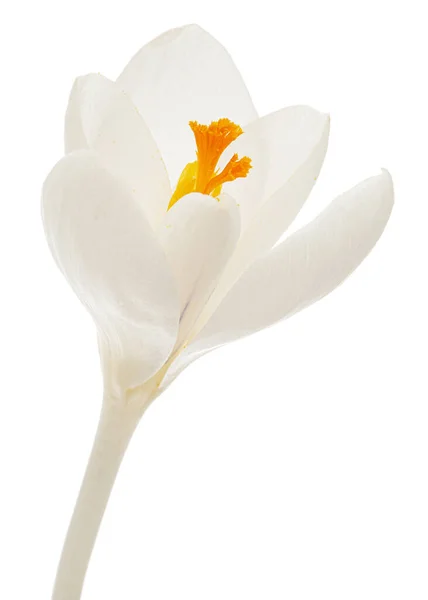Fehér Virág Crocus Elszigetelt Fehér Háttér — Stock Fotó