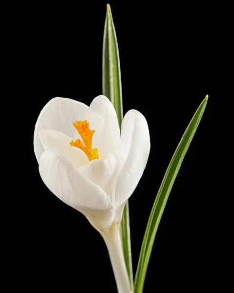 クロッカスの白い花 黒の背景に隔離された — ストック写真