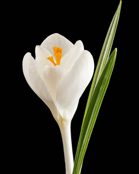 Flor Branca Crocus Isolada Sobre Fundo Preto — Fotografia de Stock