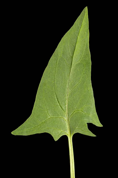 Зелене Листя Шпинату Ізольоване Чорному Тлі — стокове фото