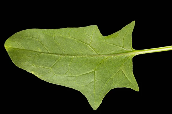 Zelené Listy Špenátu Izolované Černém Pozadí — Stock fotografie
