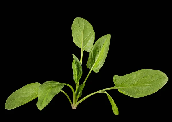 Green Spinach Leaves Isolated Black Background — Stock Photo, Image
