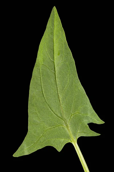 Зелене Листя Шпинату Ізольоване Чорному Тлі — стокове фото