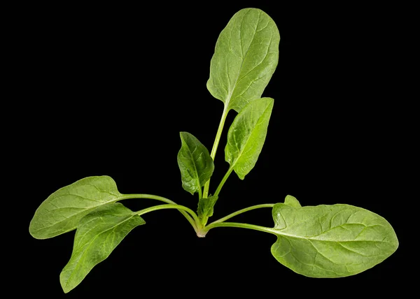 Φύλλα Πράσινου Σπανάκι Απομονωμένα Μαύρο Φόντο — Φωτογραφία Αρχείου