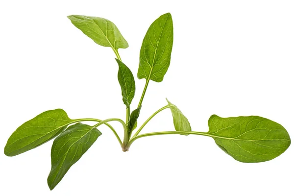 Folhas Espinafre Verde Isoladas Sobre Fundo Branco — Fotografia de Stock
