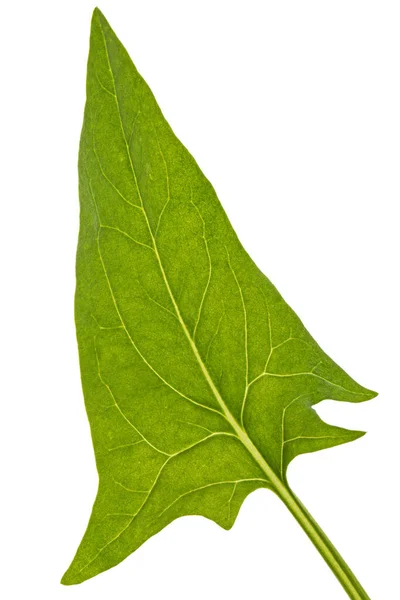 Zelené Listy Špenátu Izolované Bílém Pozadí — Stock fotografie