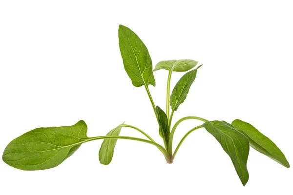 Grüne Spinatblätter Isoliert Auf Weißem Hintergrund — Stockfoto