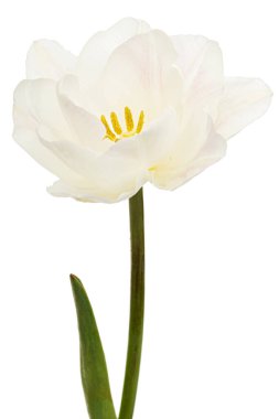 Beyaz arka planda izole edilmiş yumuşak krem lale çiçeği.
