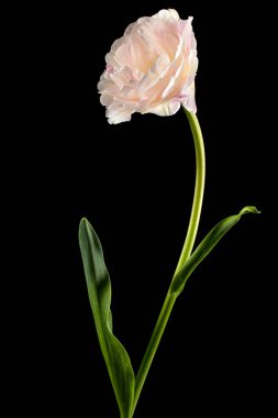 Yumuşak krem lale çiçeği, siyah arka planda izole.