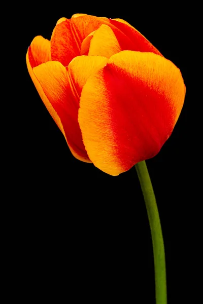 Hermosa Flor Multicolor Tulipán Aislada Sobre Fondo Negro —  Fotos de Stock