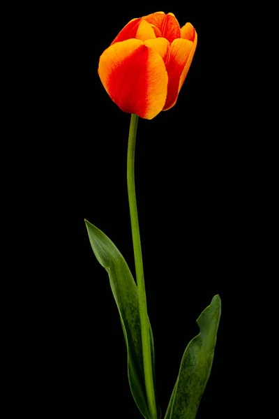 Hermosa Flor Multicolor Tulipán Aislada Sobre Fondo Negro —  Fotos de Stock