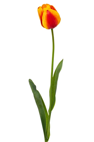 Piękny Wielobarwny Kwiat Tulipana Odizolowany Białym Tle — Zdjęcie stockowe