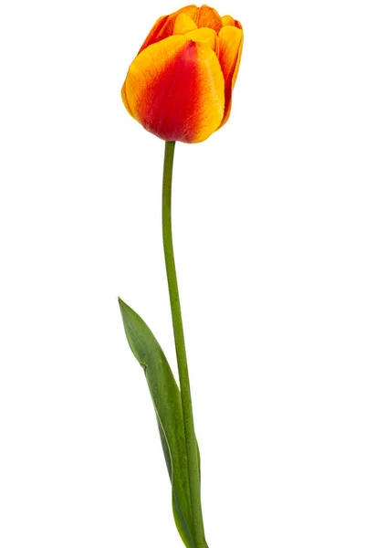 Красива Різнокольорова Квітка Тюльпанів Ізольована Білому Тлі — стокове фото