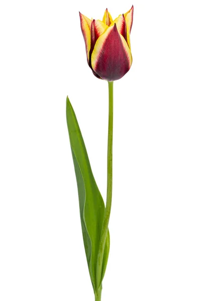 Bela Flor Multicolorida Tulipa Isolada Fundo Branco — Fotografia de Stock