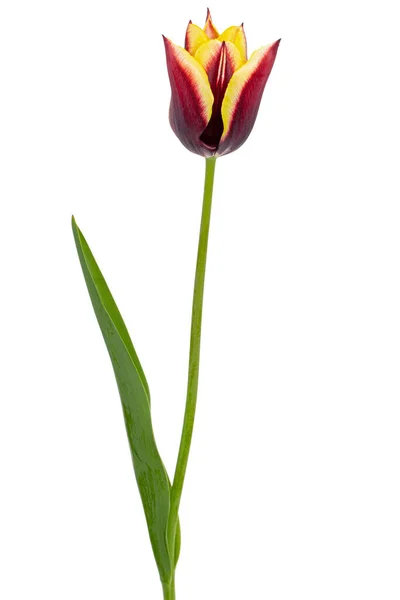 Красивый Разноцветный Цветок Тюльпана Выделенный Белом Фоне — стоковое фото