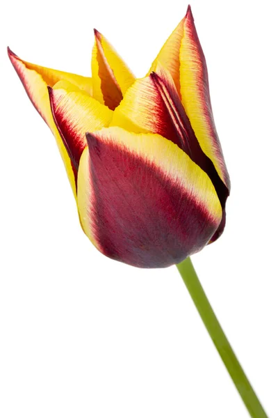 Gyönyörű Sokszínű Virág Tulipán Elszigetelt Fehér Háttér — Stock Fotó