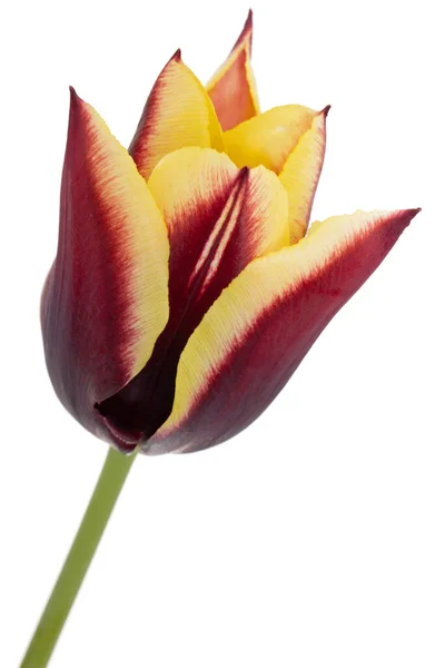 Bela Flor Multicolorida Tulipa Isolada Fundo Branco — Fotografia de Stock