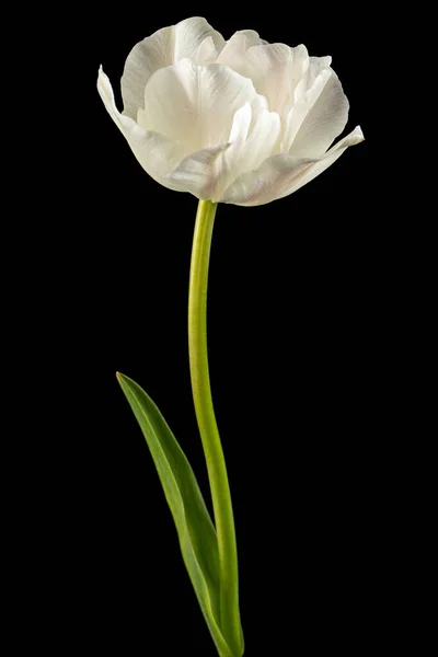 黒の背景に隔離されたソフトクリームチューリップの花 — ストック写真