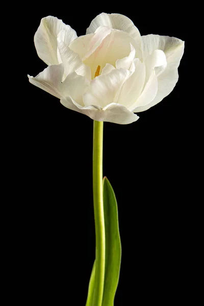 Яка Кремова Квітка Тюльпанів Ізольована Чорному Тлі — стокове фото