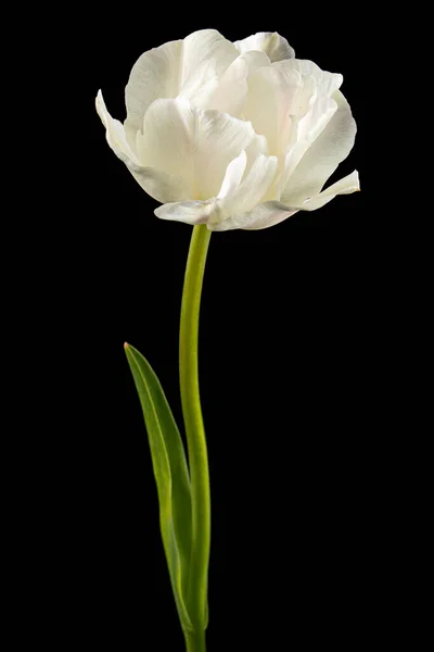 Morbido Fiore Tulipano Crema Isolato Sfondo Nero — Foto Stock