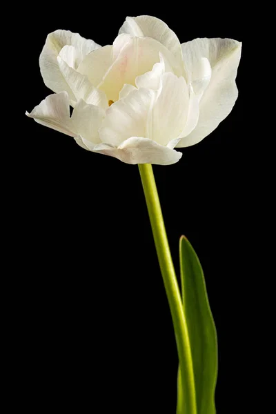 Яка Кремова Квітка Тюльпанів Ізольована Чорному Тлі — стокове фото