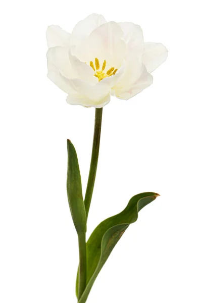 Flor Tulipán Crema Suave Aislada Sobre Fondo Blanco — Foto de Stock
