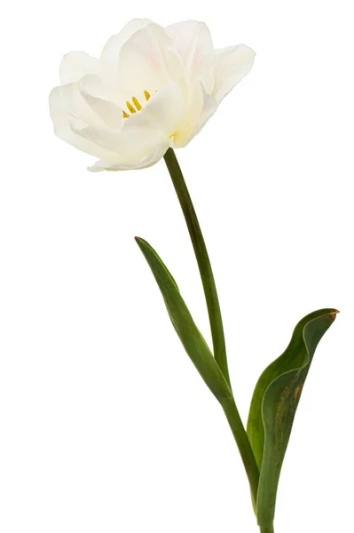 Flor Tulipán Crema Suave Aislada Sobre Fondo Blanco — Foto de Stock