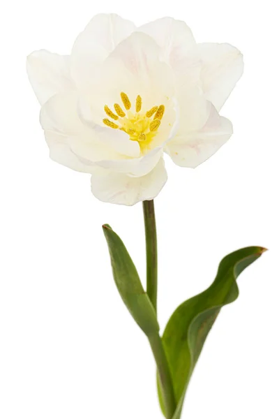 Miękki Kwiat Tulipan Krem Izolowany Białym Tle — Zdjęcie stockowe